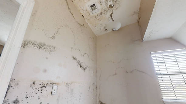 Best Mold Prevention Services  in Holden Heights, FL