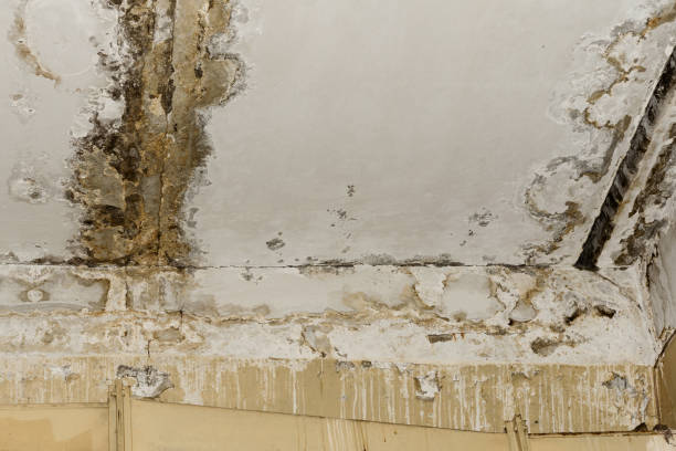 Best Forensic Mold Investigation  in Holden Heights, FL